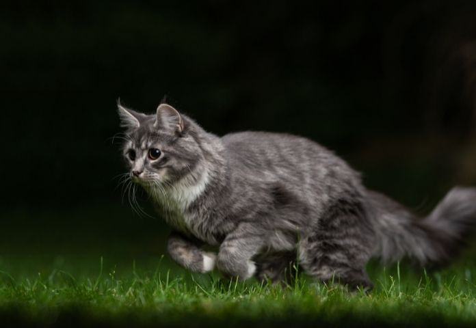Unisex Fast Cat Names