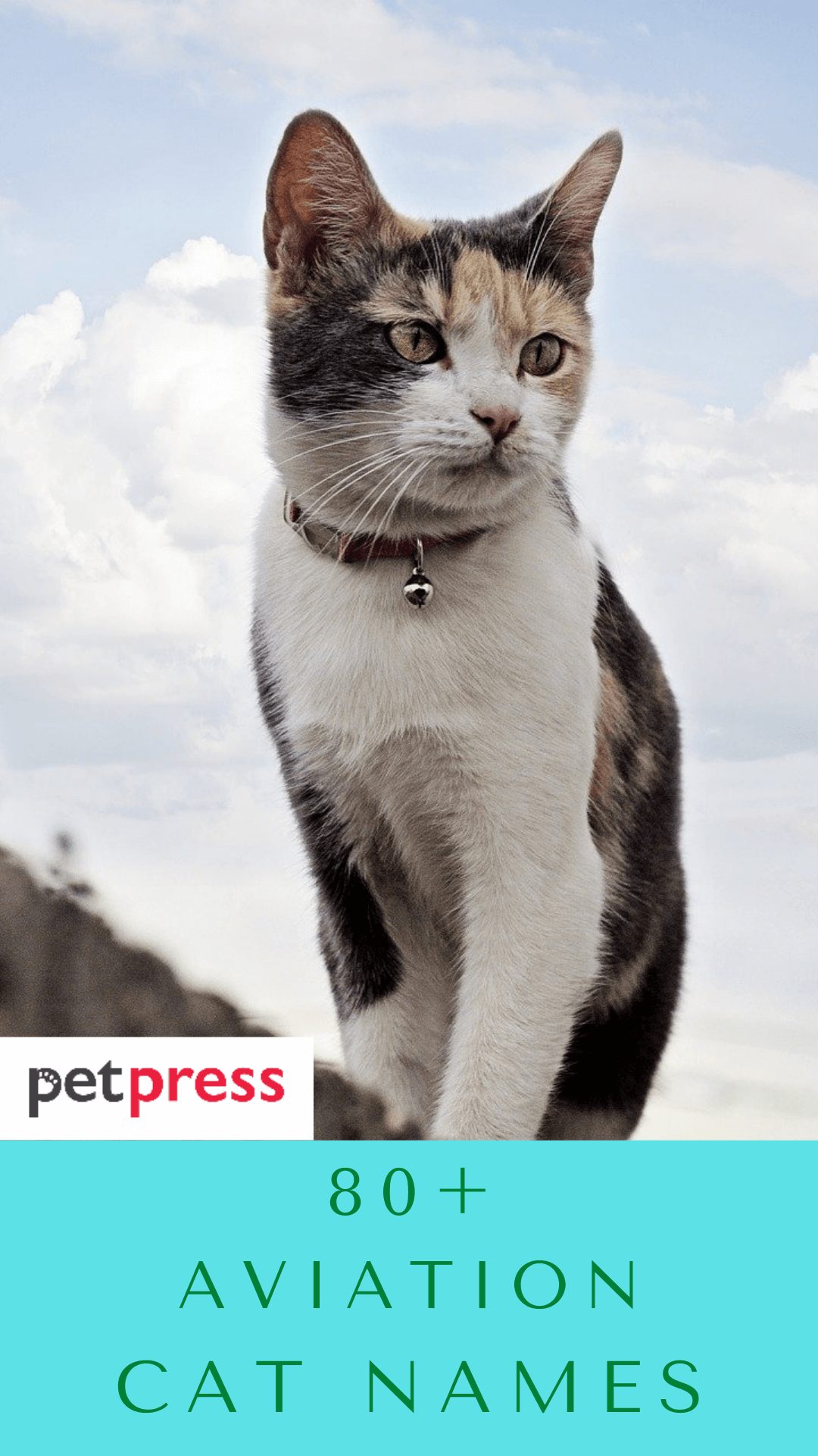 aviation-cat-names