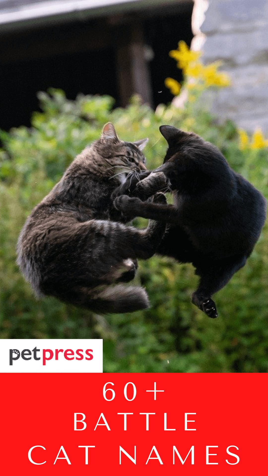 battle-cat-names