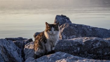 best-mermaid-cat-names
