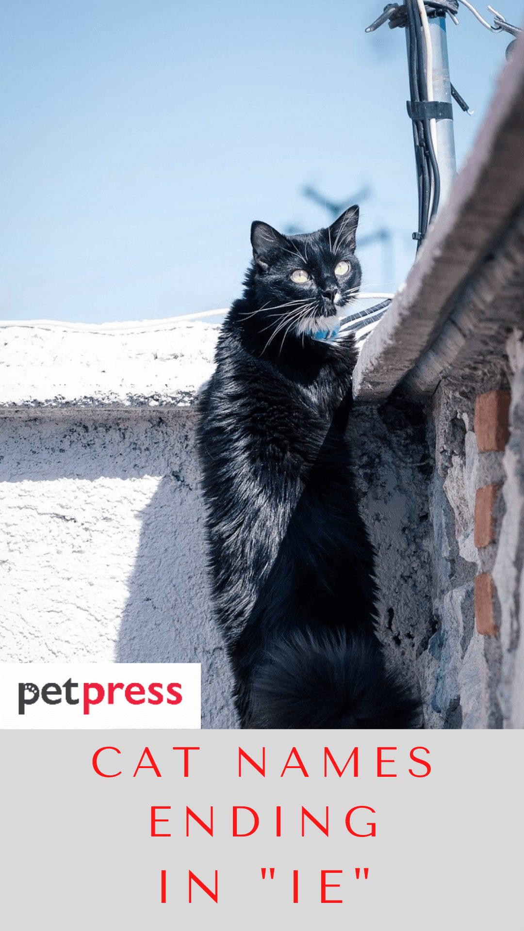 cat-names-ending-in-ie