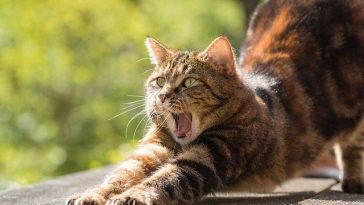 cat-yawn