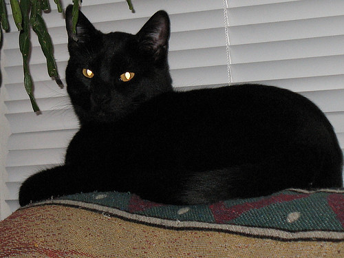character-based-bombay-cat-names