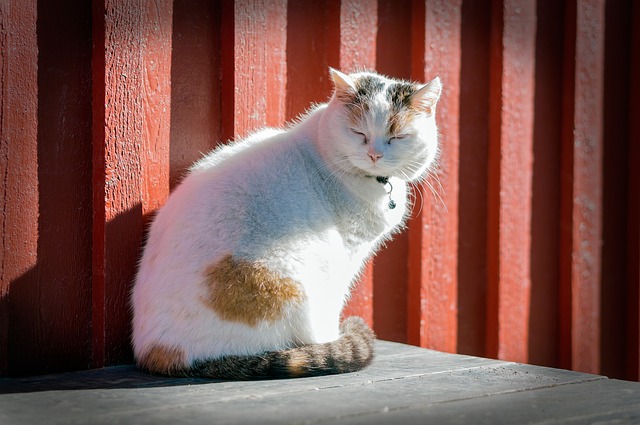 female-barn-cat-names