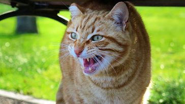 female-battle-cat-names