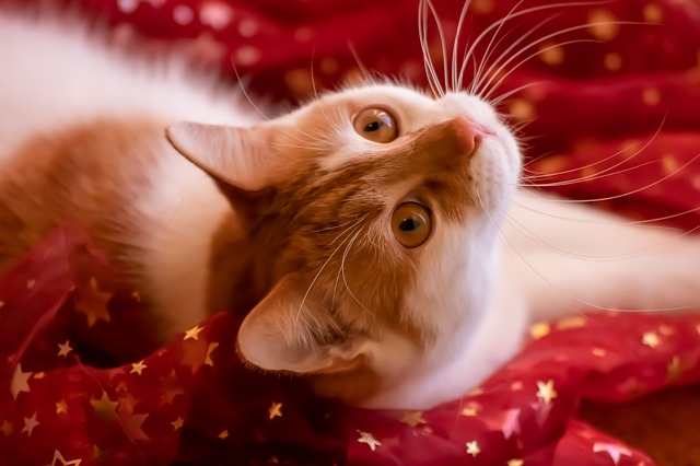 female-cat-names-ending-in-a