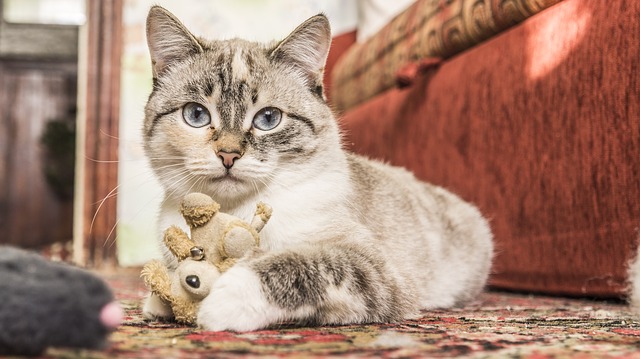 female-cat-names-ending-in-ie-01