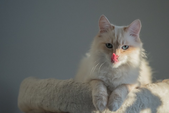 female-cat-names-ending-in-ie
