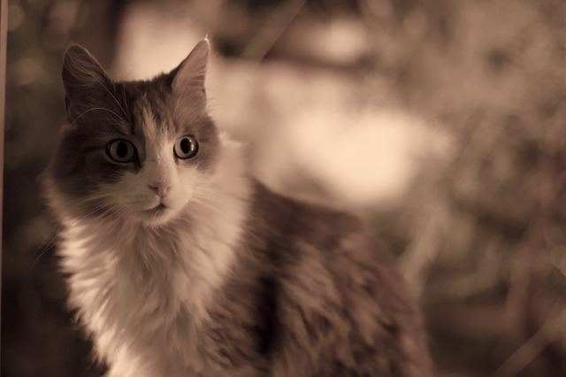 female-cat-names-ending-in-y