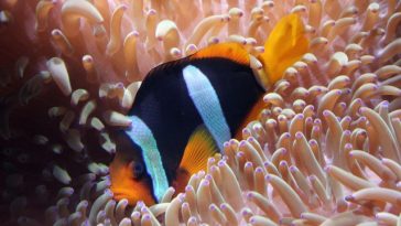 female-striped-fish-names