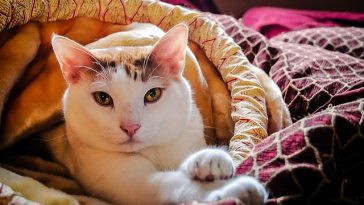 four-letter-female-cat-names