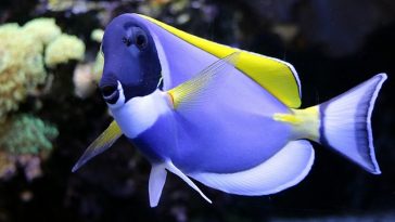 funny-blue-fish-names