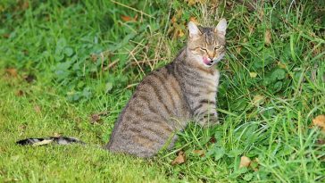 girly-princess-cat-names