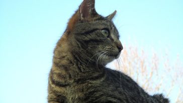 male-aviation-cat-names