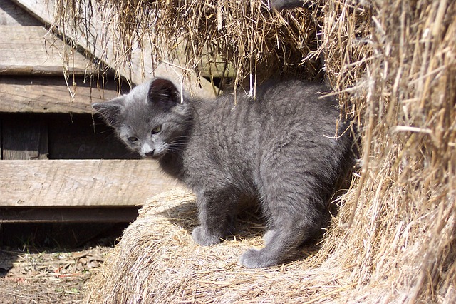 male-barn-cat-names