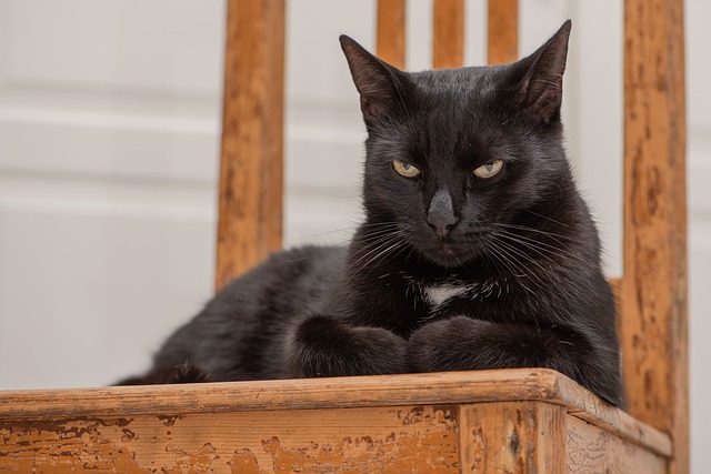 male-battle-cat-names