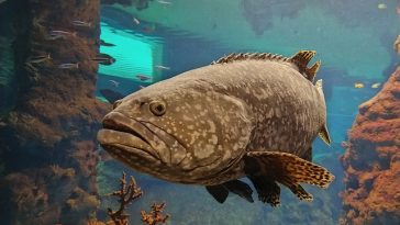 male-big-fish-names