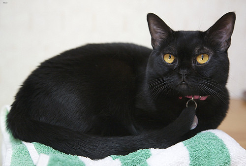 male-bombay-cat-names
