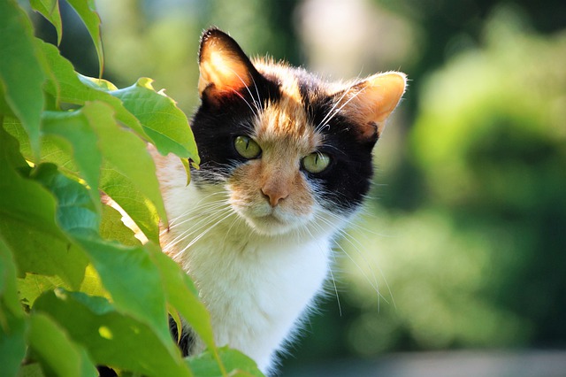male-cat-names-ending-in-a-1