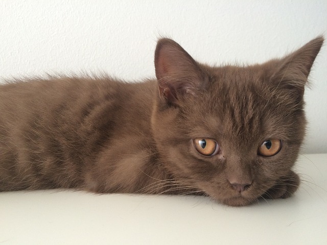male-cat-names-ending-in-ie-01