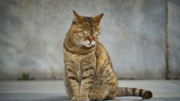 male-cat-names-ending-in-ie