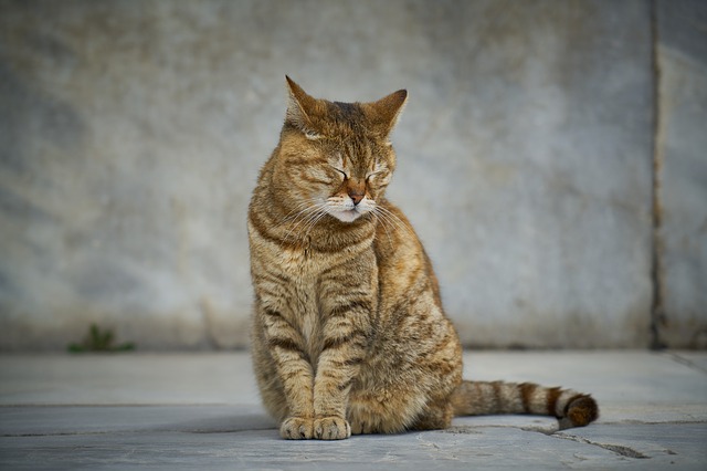 male-cat-names-ending-in-ie