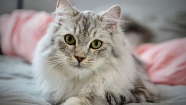 male-cat-names-ending-in-o