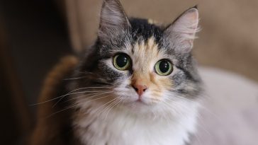 male-cat-names-meaning-lucky