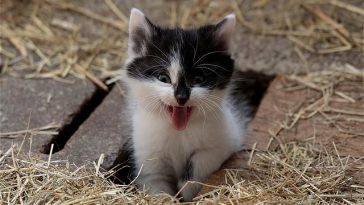 male-cat-names-meaning-small