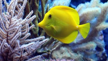 male-yellow-fish-names