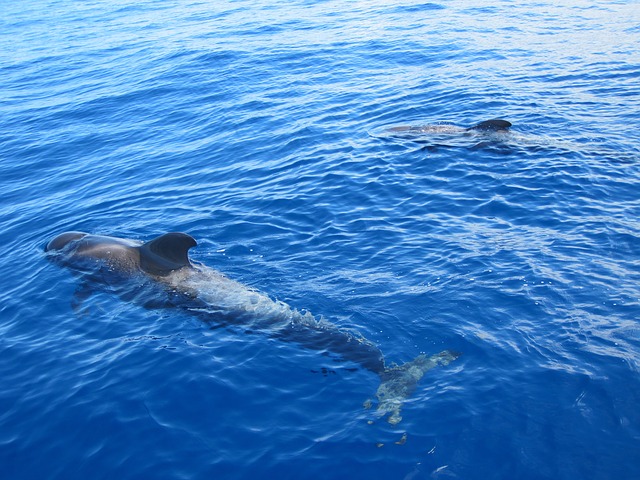 ocean-big-fish-names