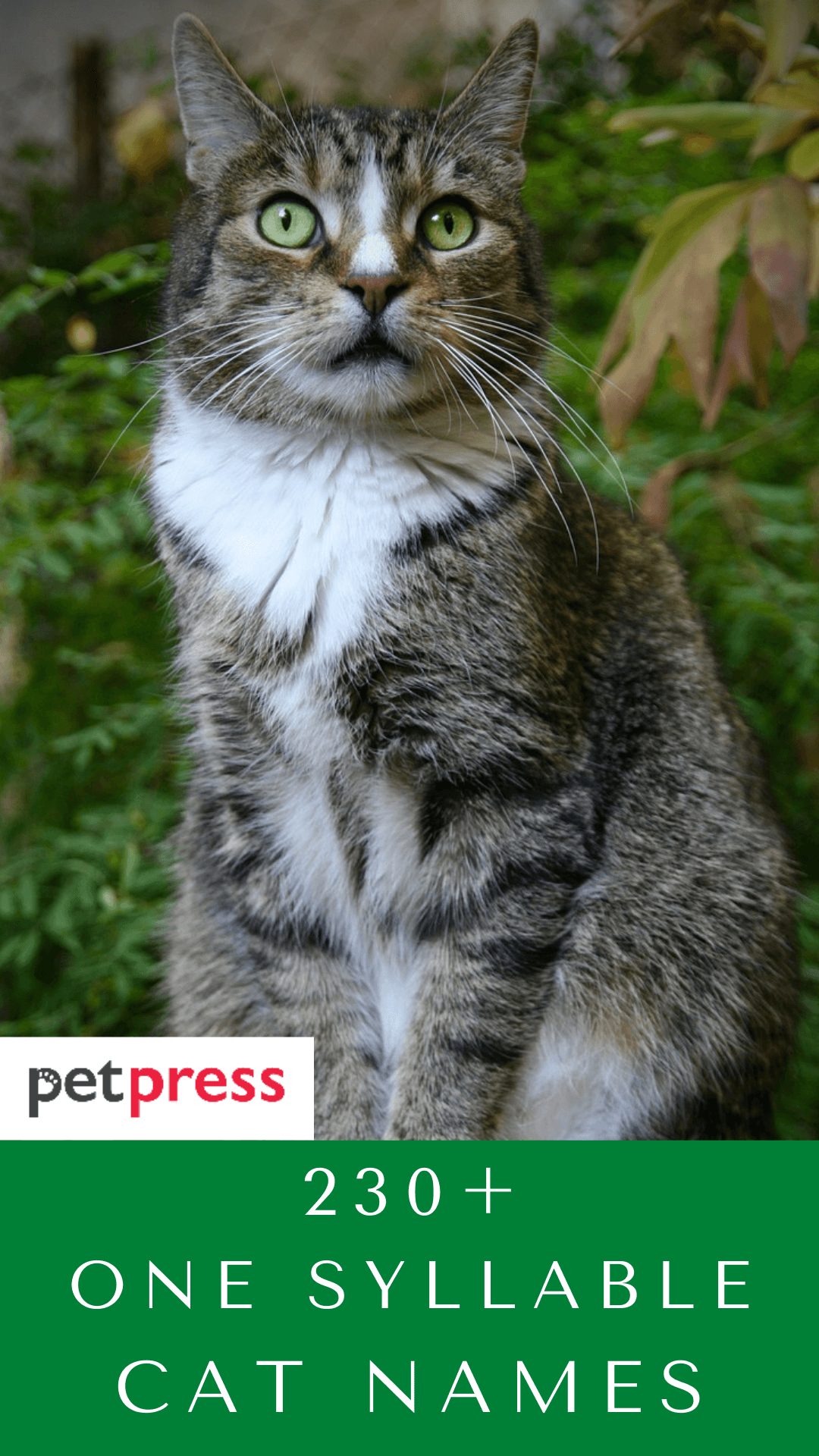 one-syllable-cat-names