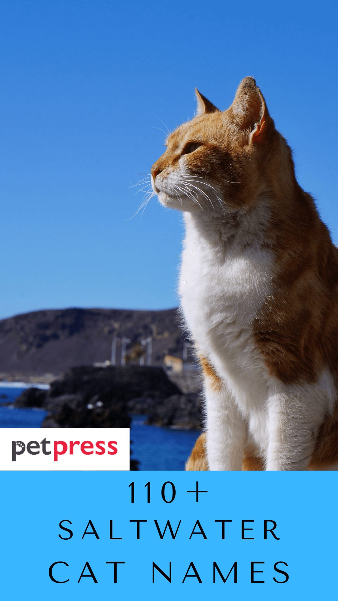 saltwater-cat-names