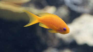 small-tropical-fish-names