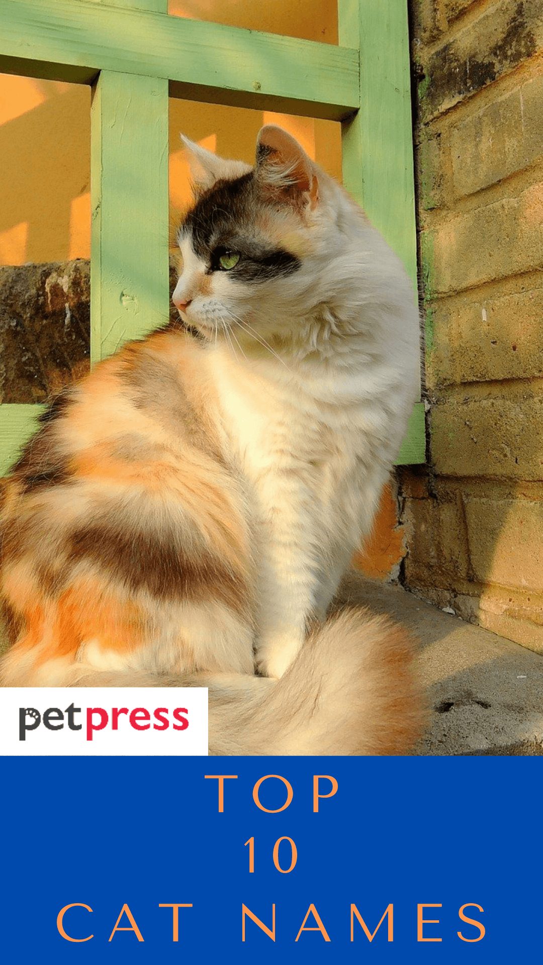 top-10-cat-names