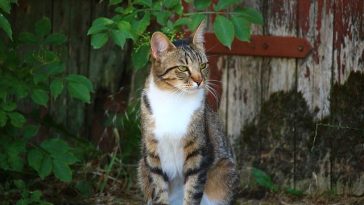 top-cat-names-1