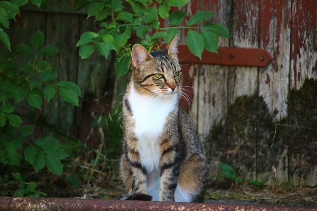 top-cat-names-1