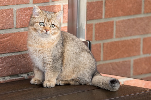 top-cat-names-2