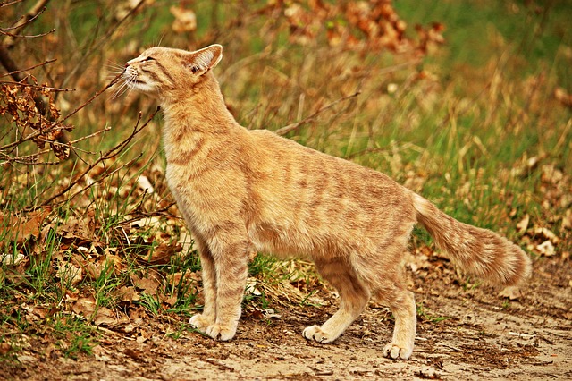 top-cat-names-3