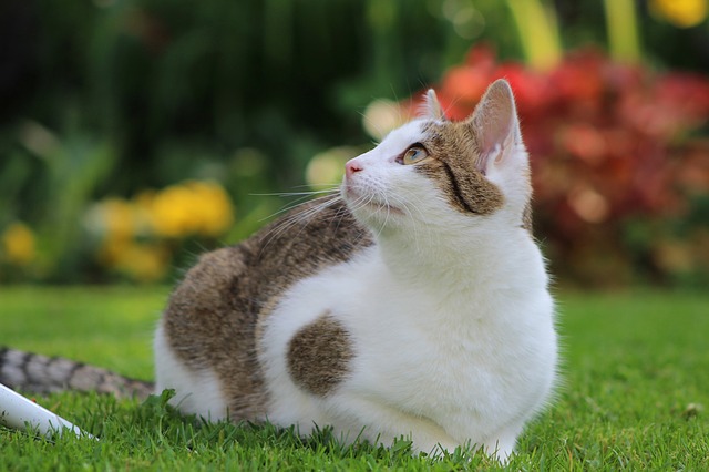 top-cat-names