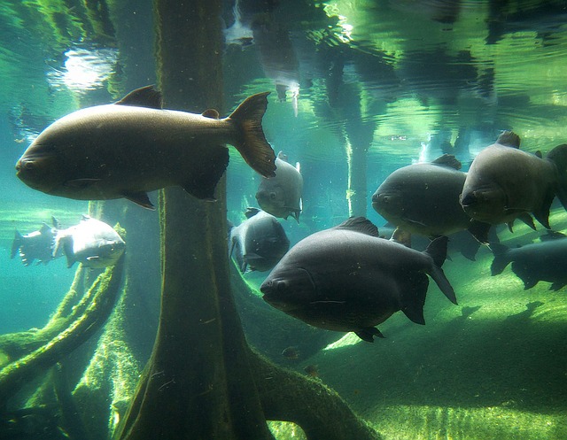 tropical-big-fish-names