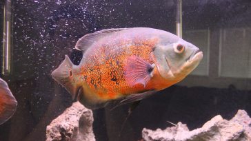unisex-oscar-fish-names
