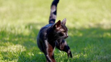 unisex-sport-cat-names