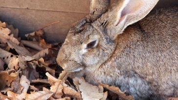 9 Interesting Facts About Rabbits That Are So Unique You Didn't Know