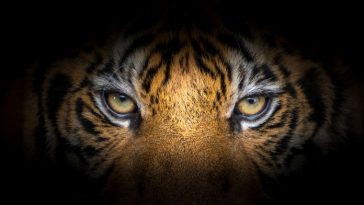 The Most Awesome 80+ Names That Mean Tiger