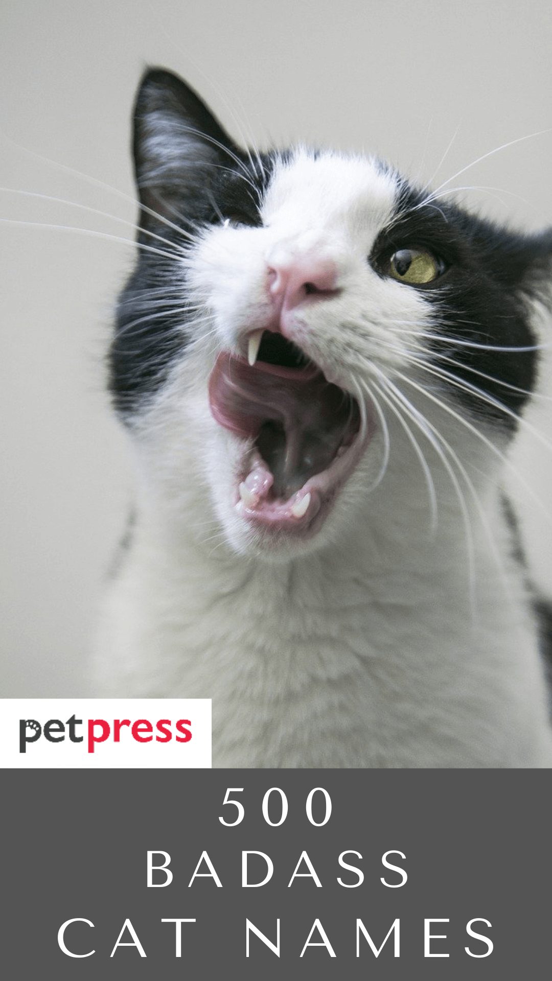 badass-cat-names