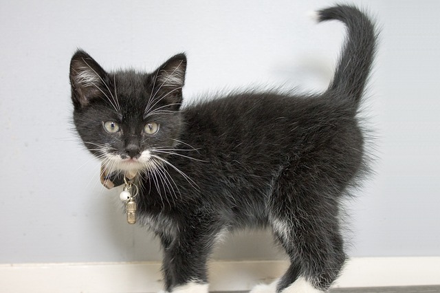 badass-female-cat-names