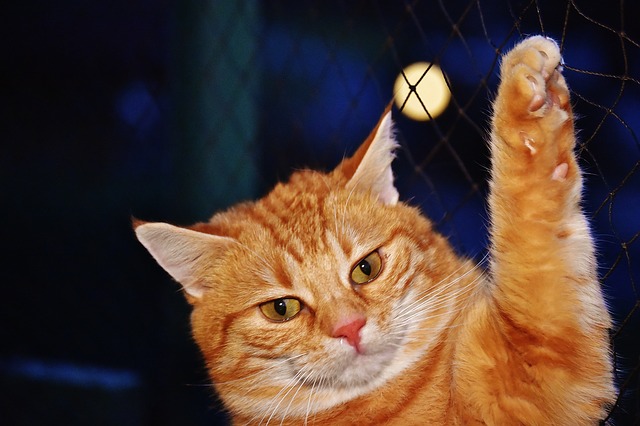 badass-orange-cat-names
