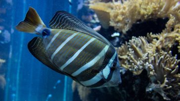 cool-unisex-fish-names