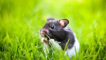 cute-black-white-hamster-names